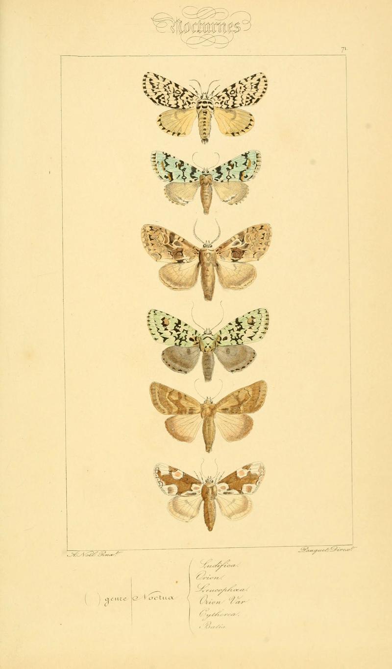 Histoire naturelle des lépidoptères d'Europe (Plate 71) (6053868018)