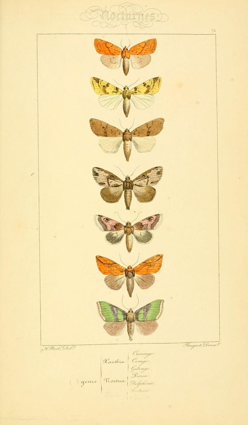 Histoire naturelle des lépidoptères d'Europe (Plate 72) (6053319089)