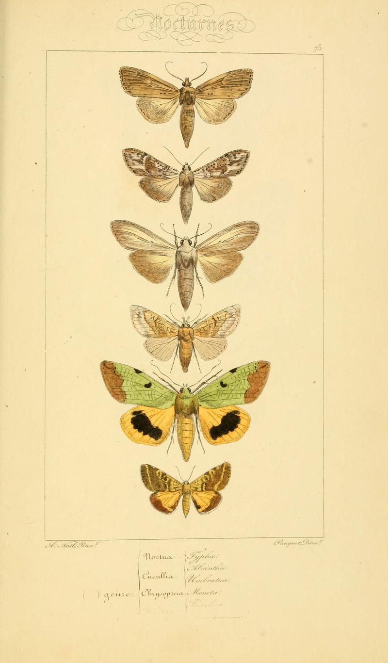 Histoire naturelle des lépidoptères d'Europe (Plate 73) (6053325761)
