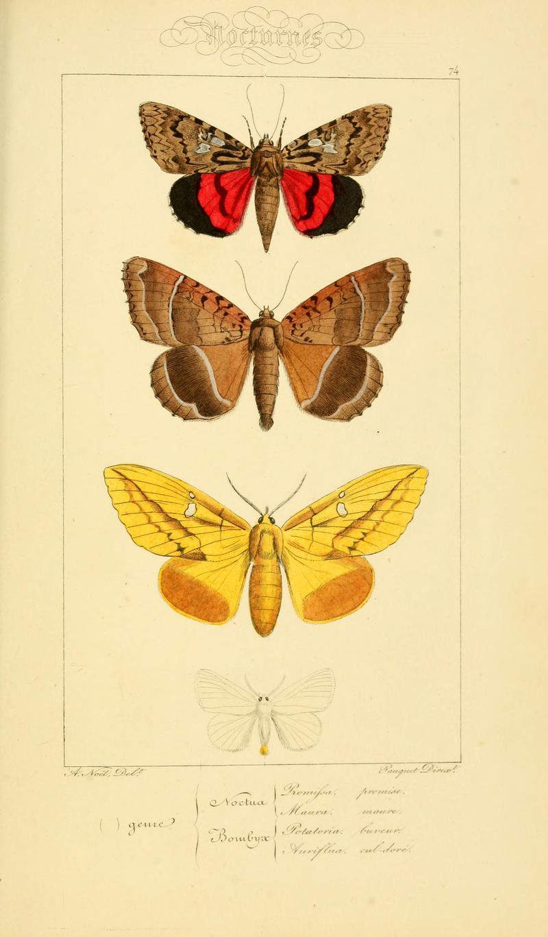 Histoire naturelle des lépidoptères d'Europe (Plate 74) (6053326131)