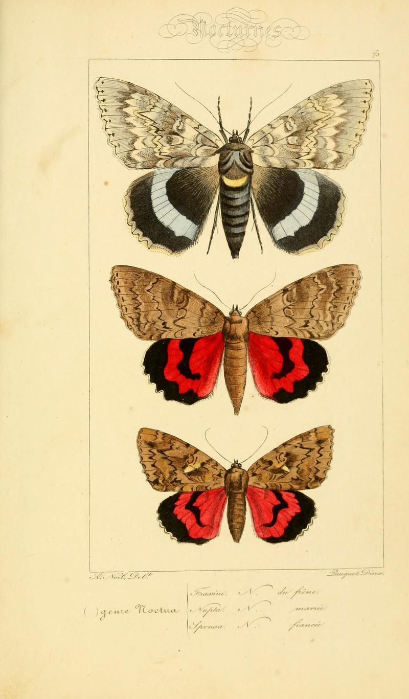 Histoire naturelle des lépidoptères d'Europe (Plate 75) (6053326469)