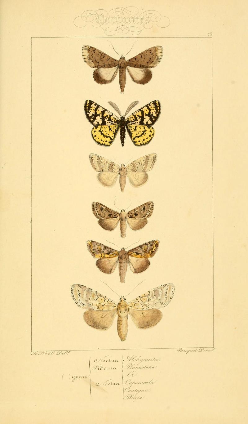 Histoire naturelle des lépidoptères d'Europe (Plate 76) (6053327115)