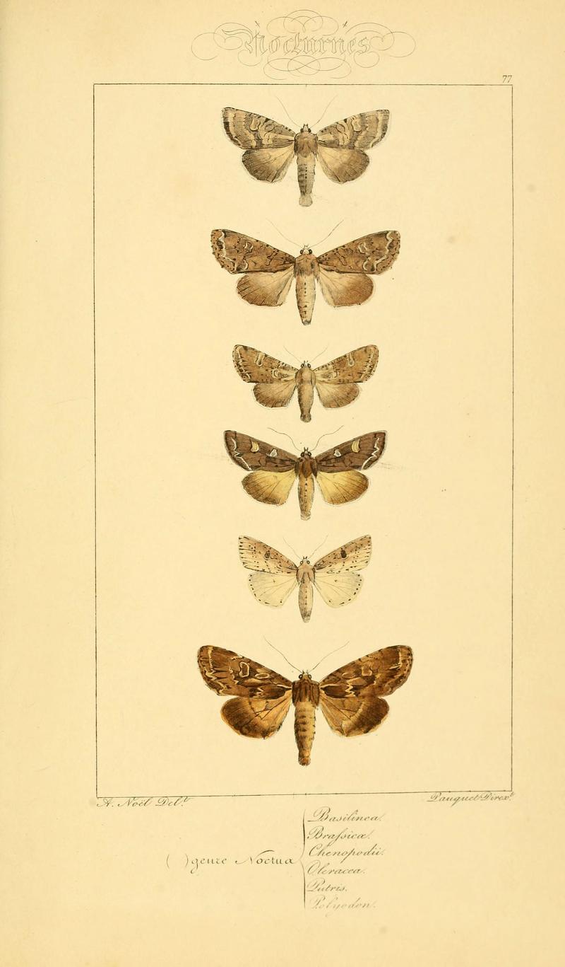 Histoire naturelle des lépidoptères d'Europe (Plate 77) (6053327357)
