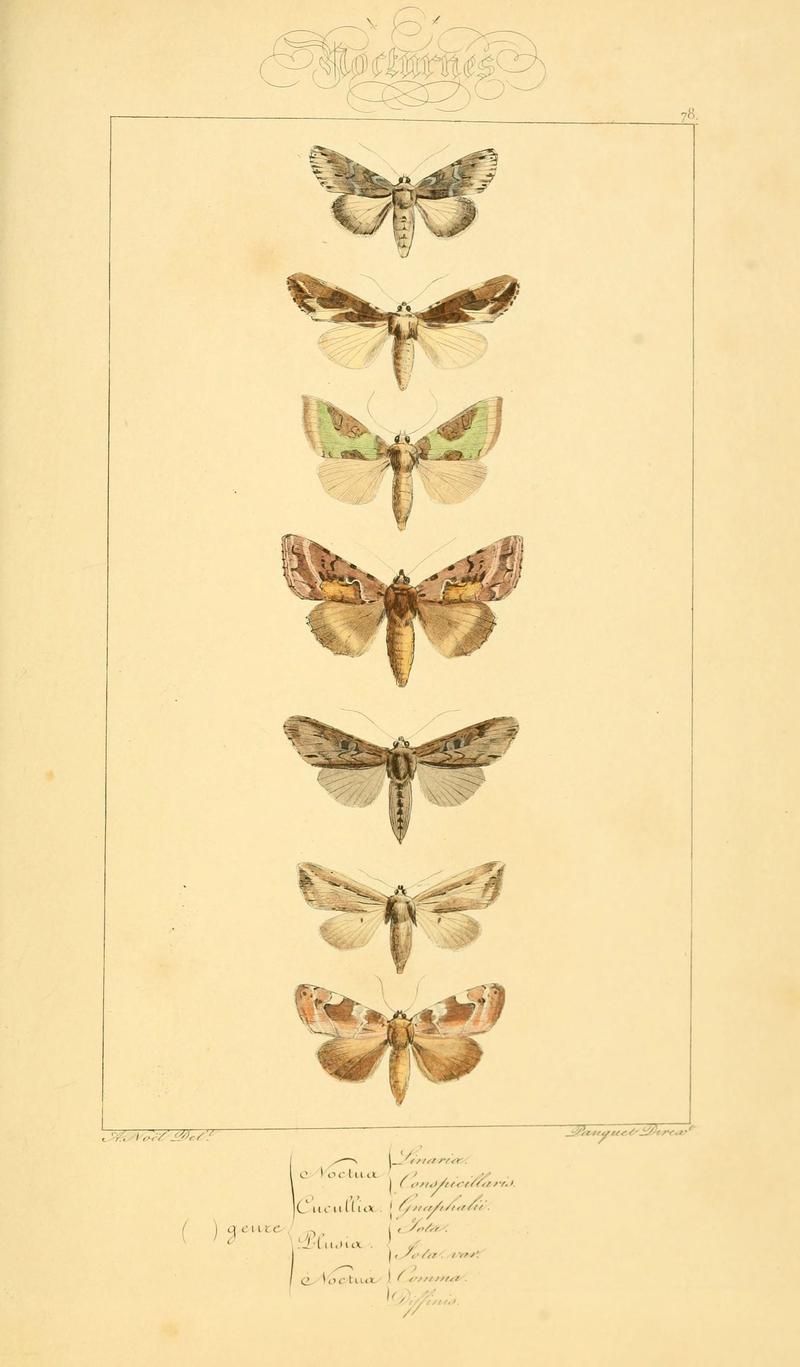 Histoire naturelle des lépidoptères d'Europe (Plate 78) (6053327709)