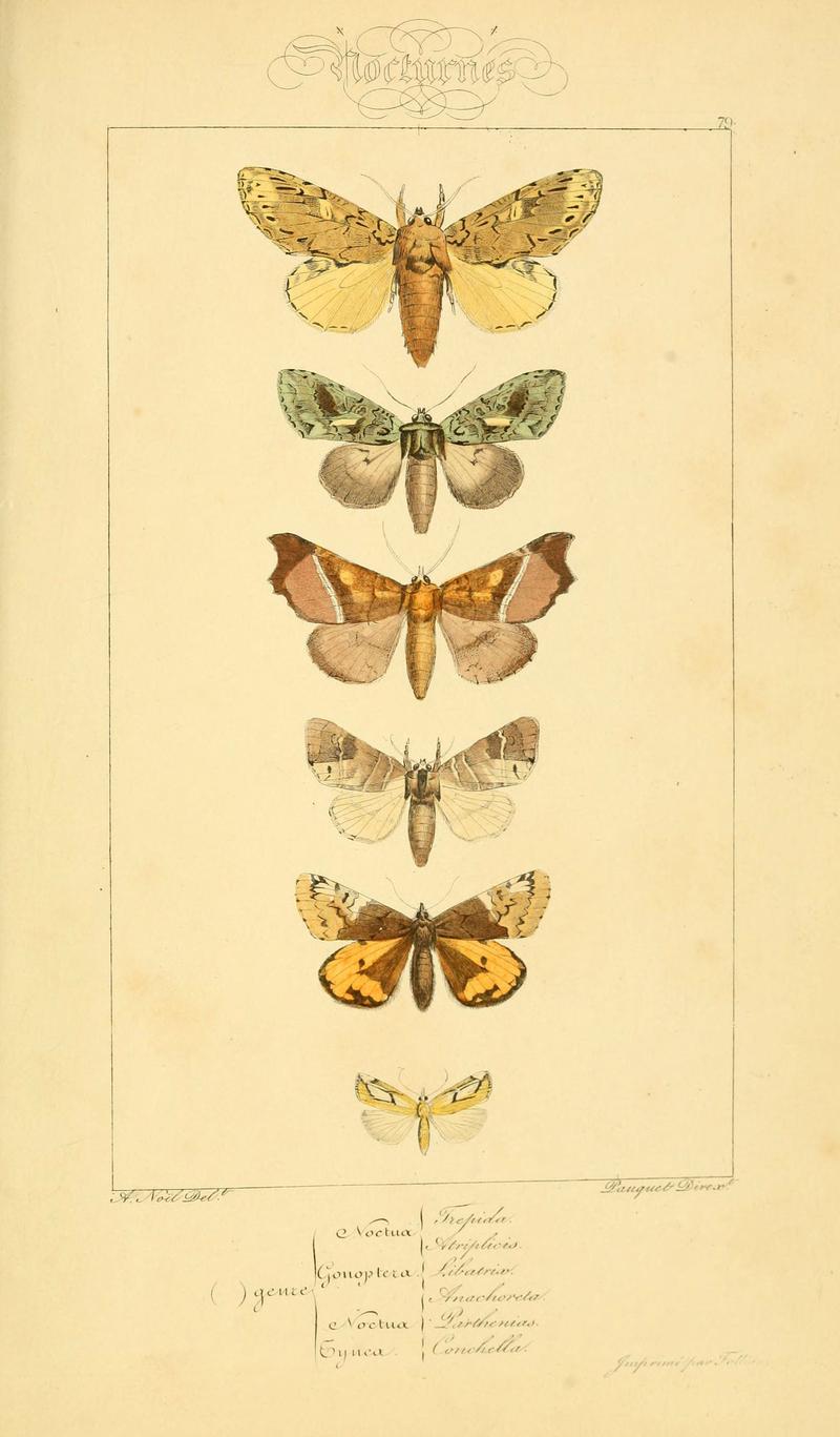 Histoire naturelle des lépidoptères d'Europe (Plate 79) (6053877482)
