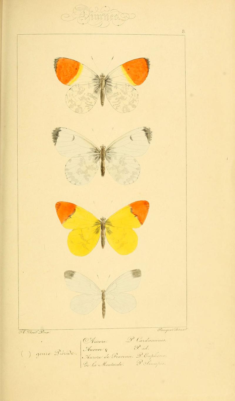 Histoire naturelle des lépidoptères d'Europe (Plate 8) (6053795594)