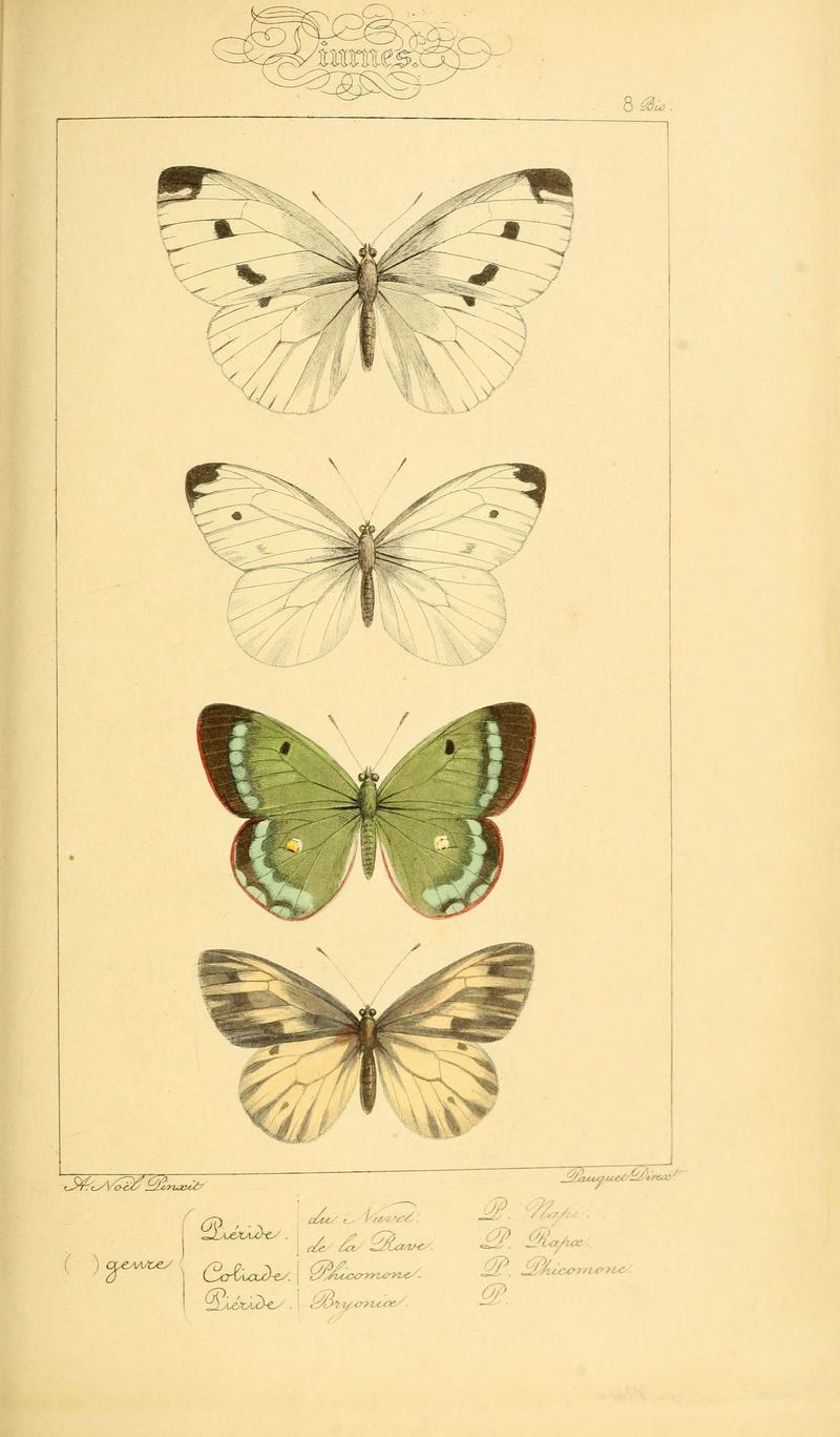 Histoire naturelle des lépidoptères d'Europe (Plate 8 bis.) (6053245963)
