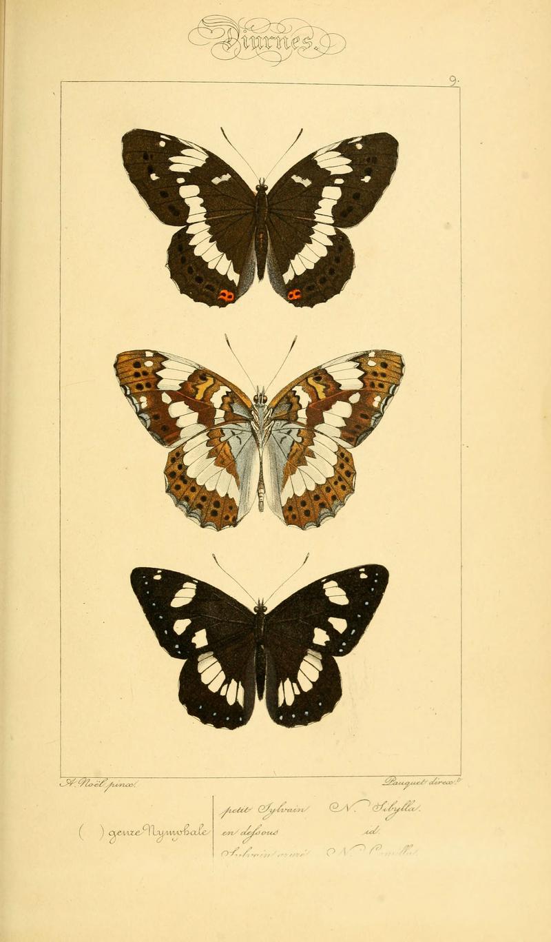 Histoire naturelle des lépidoptères d'Europe (Plate 9) (6053800684)