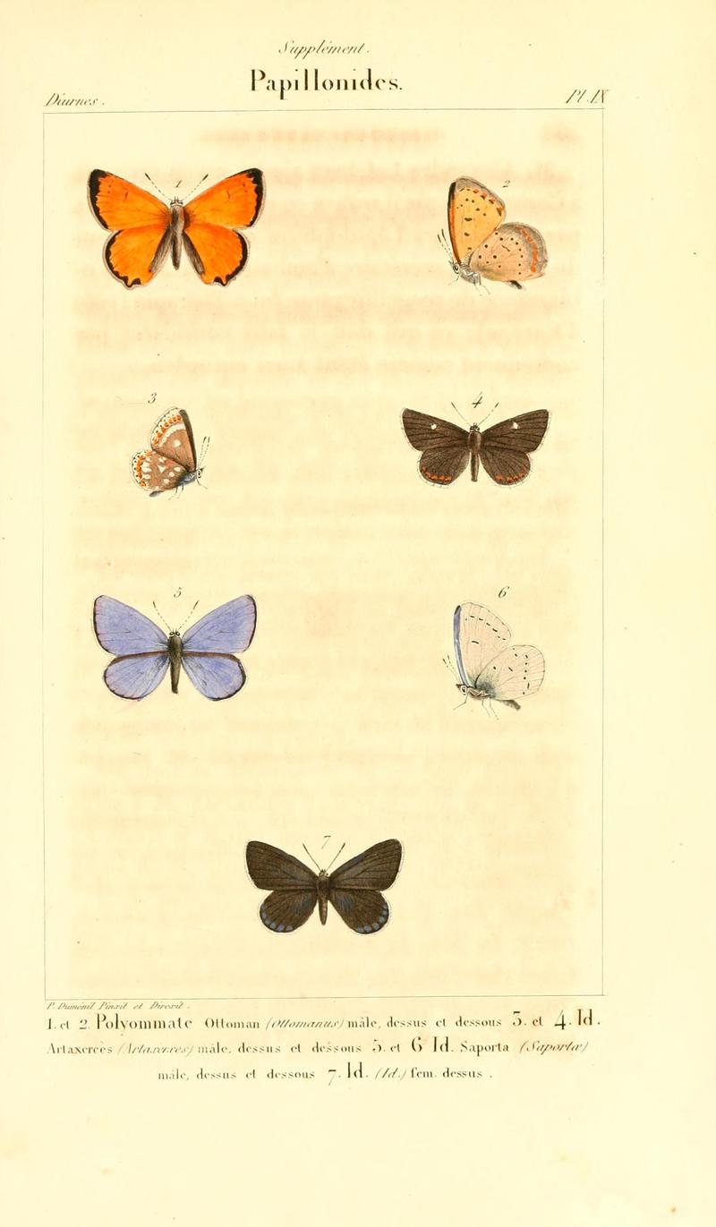 Histoire naturelle des lépidoptères ou papillons de France, par M. J.-B. Godart BHL9820353
