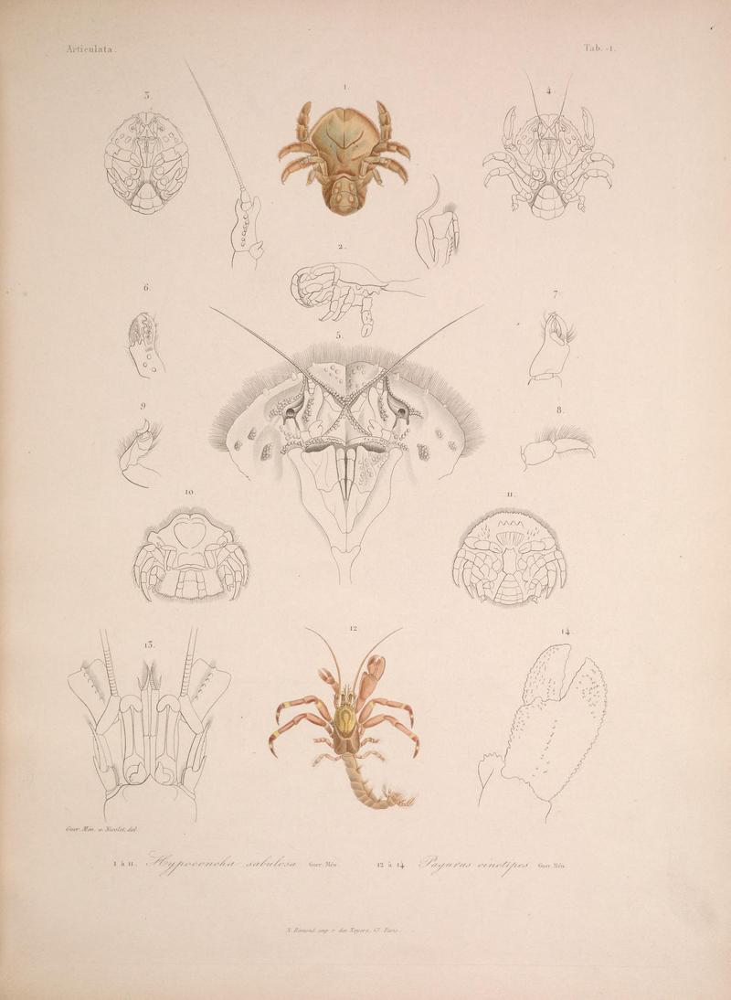 Histoire physique, politique et naturelle de l'ile de Cuba (Tab. 1) BHL34893062