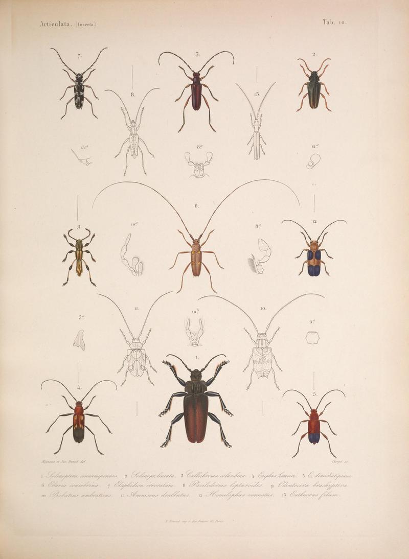 Histoire physique, politique et naturelle de l'ile de Cuba (Tab. 10) BHL34893044