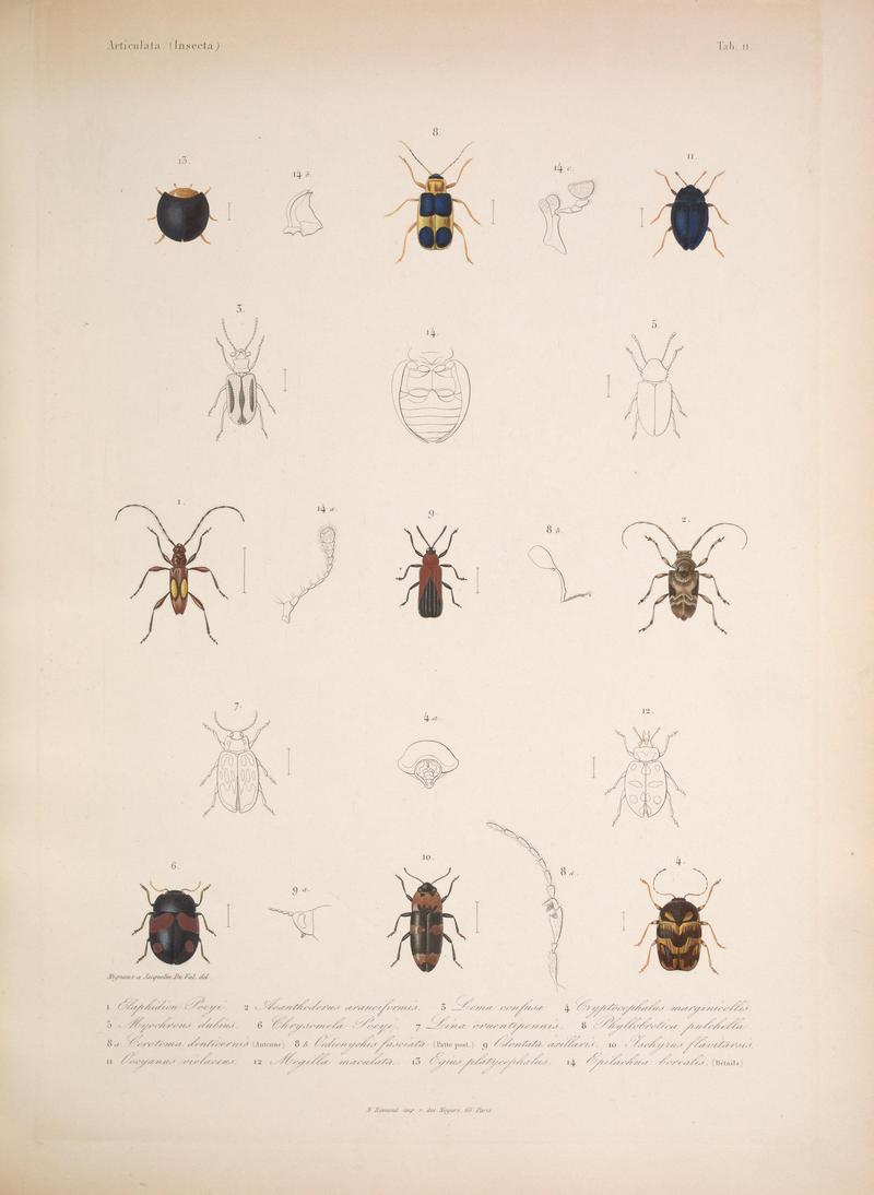 Histoire physique, politique et naturelle de l'ile de Cuba (Tab. 11) BHL34893042