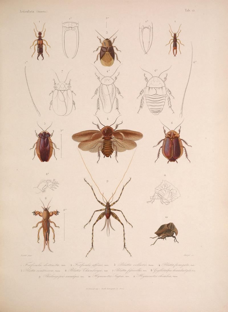 Histoire physique, politique et naturelle de l'ile de Cuba (Tab. 12) BHL34893040