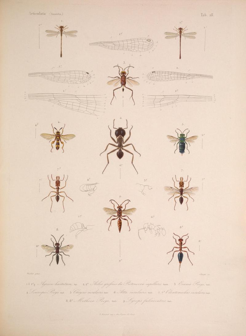 Histoire physique, politique et naturelle de l'ile de Cuba (Tab. 18) BHL34893021