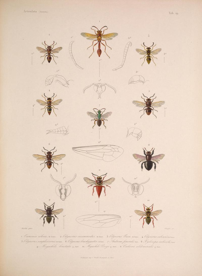 Histoire physique, politique et naturelle de l'ile de Cuba (Tab. 19) BHL34893023