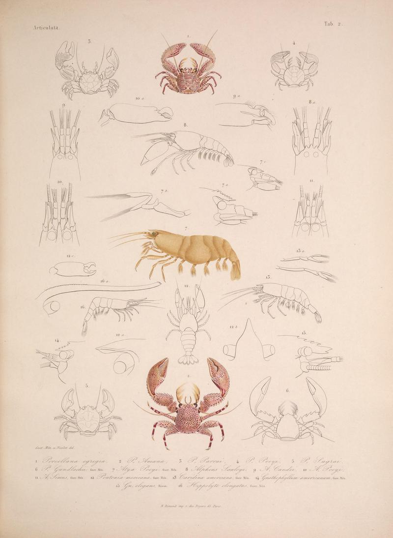 Histoire physique, politique et naturelle de l'ile de Cuba (Tab. 2) BHL34893060