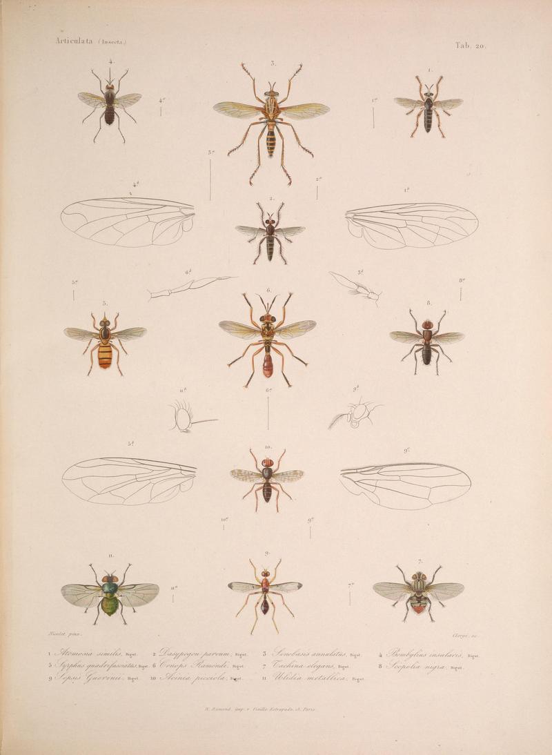 Histoire physique, politique et naturelle de l'ile de Cuba (Tab. 20) BHL34893025