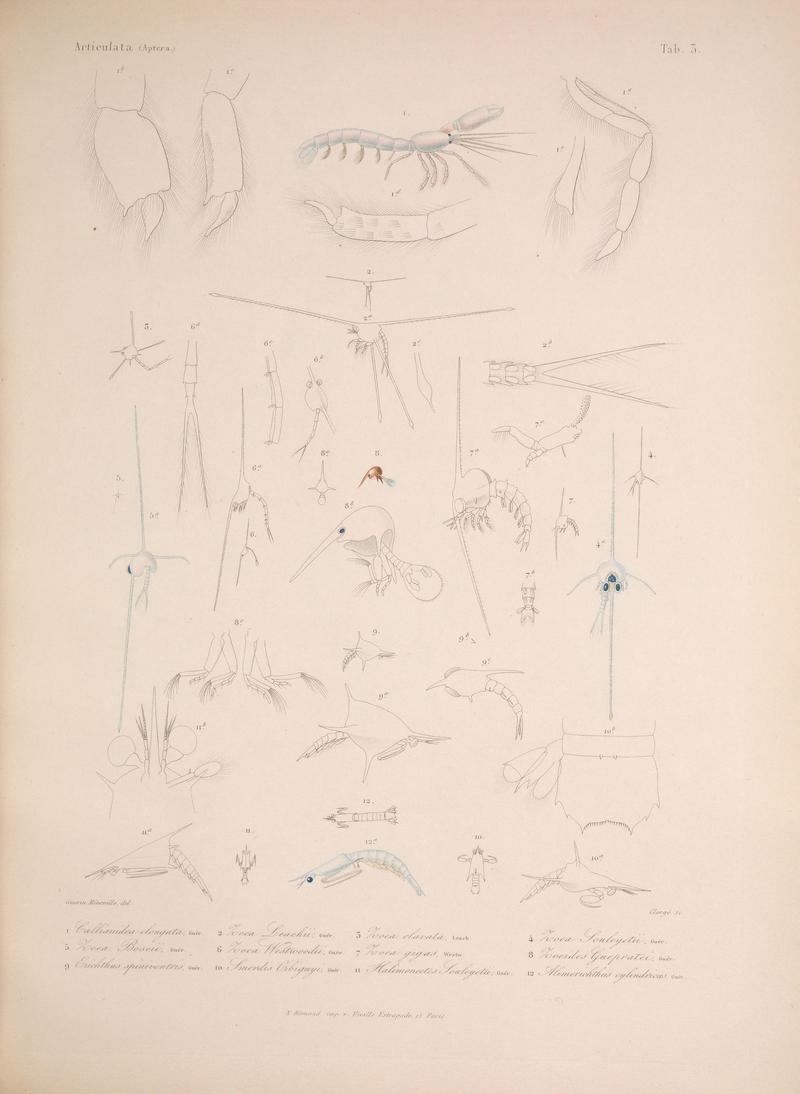 Histoire physique, politique et naturelle de l'ile de Cuba (Tab. 3) BHL34893058