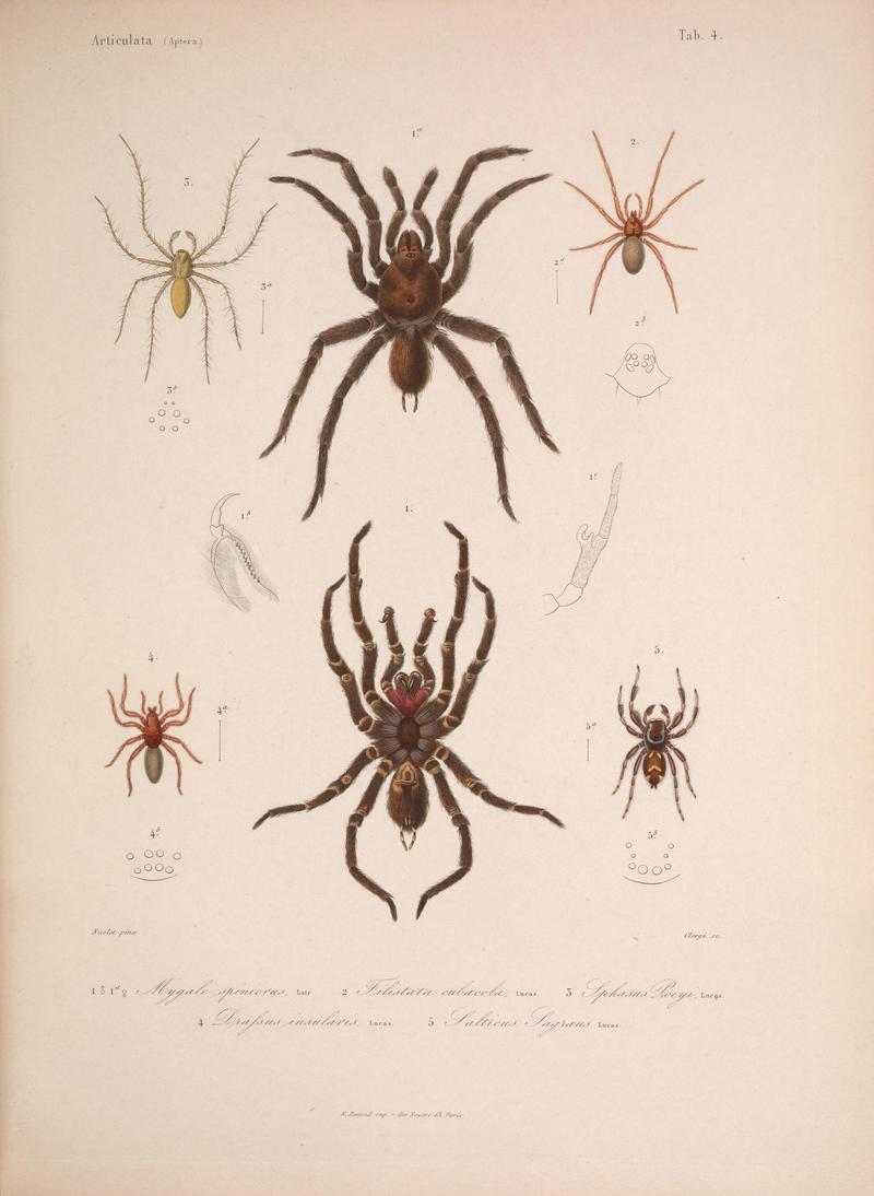 Histoire physique, politique et naturelle de l'ile de Cuba (Tab. 4) BHL34893056