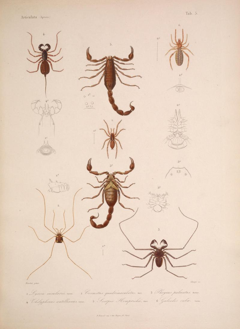 Histoire physique, politique et naturelle de l'ile de Cuba (Tab. 5) BHL34893054