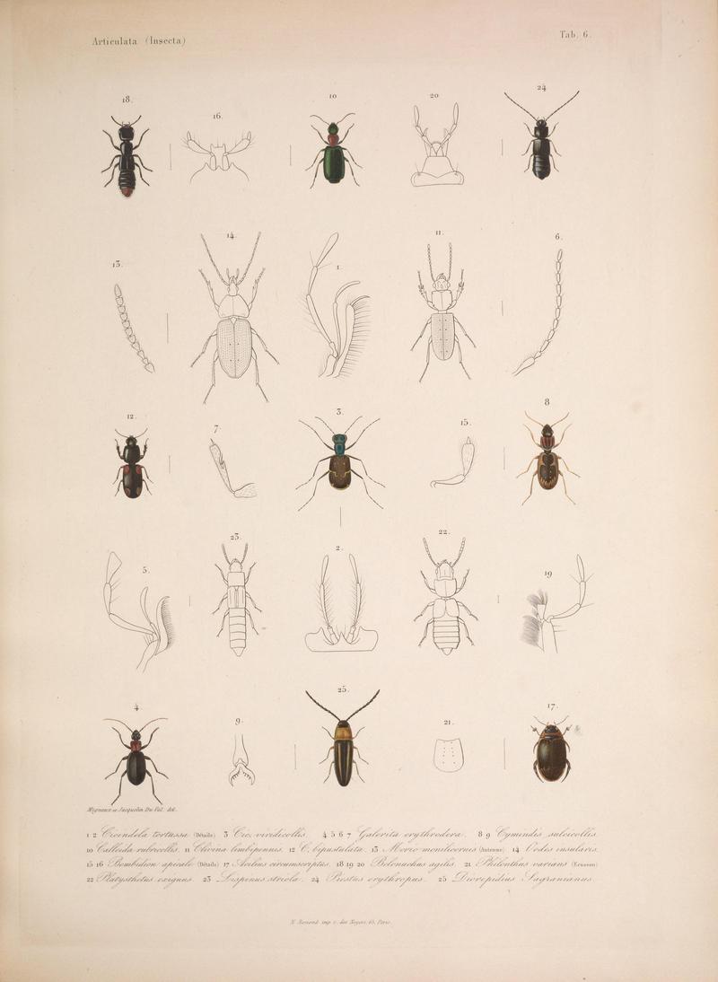 Histoire physique, politique et naturelle de l'ile de Cuba (Tab. 6) BHL34893052