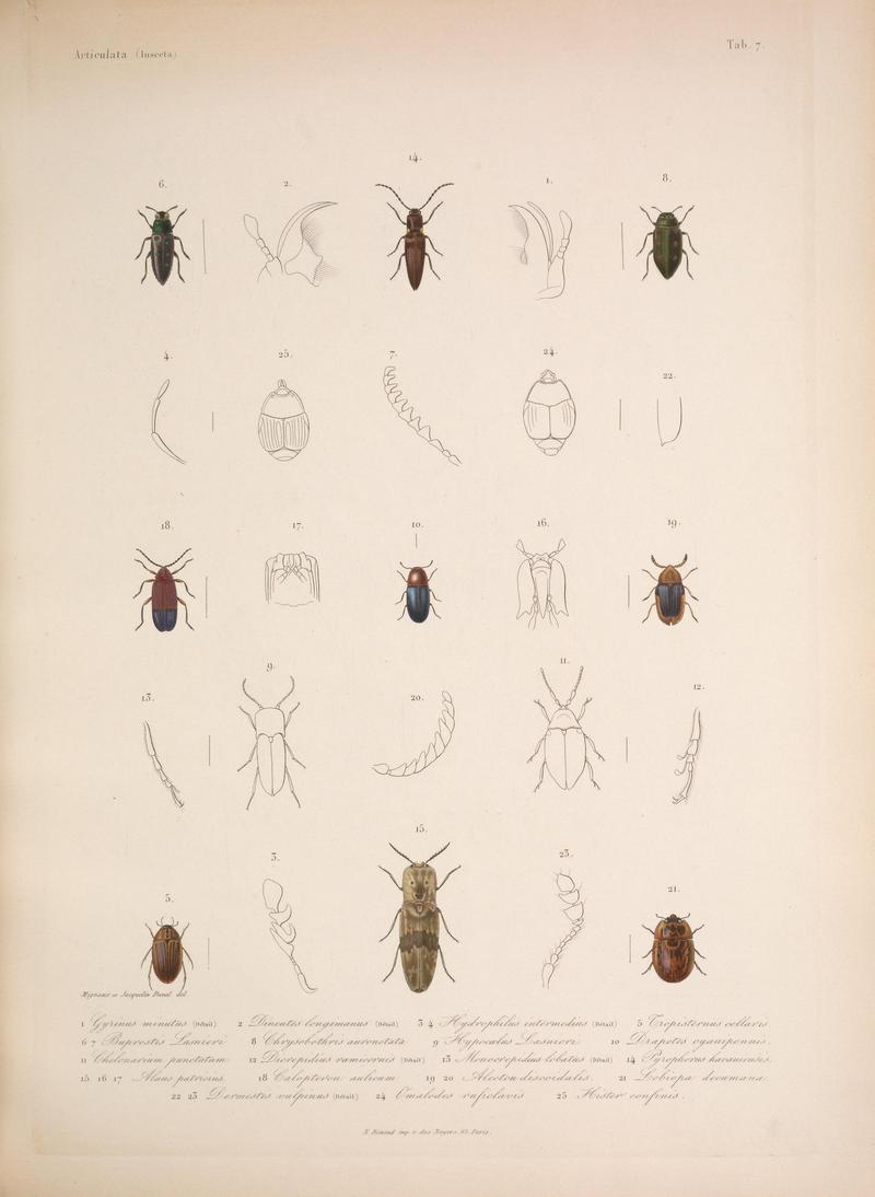 Histoire physique, politique et naturelle de l'ile de Cuba (Tab. 7) BHL34893050