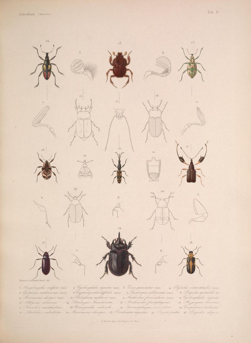 Histoire physique, politique et naturelle de l'ile de Cuba (Tab. 8) BHL34893048