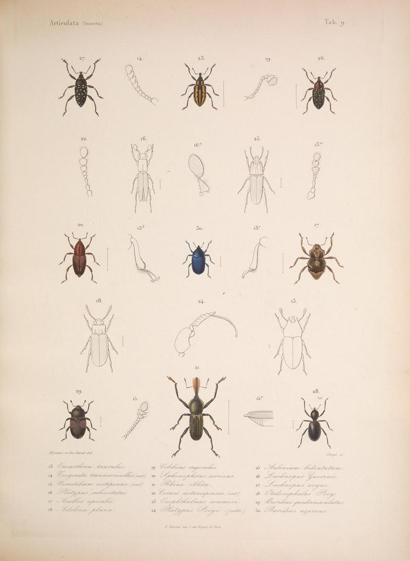 Histoire physique, politique et naturelle de l'ile de Cuba (Tab. 9) BHL34893046