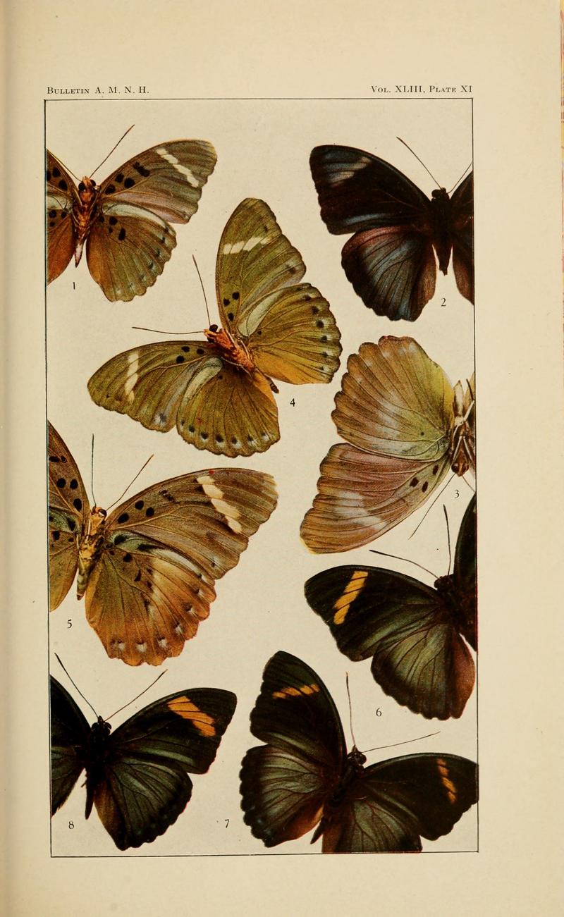 HollandLepidopteraCongoPlateXI