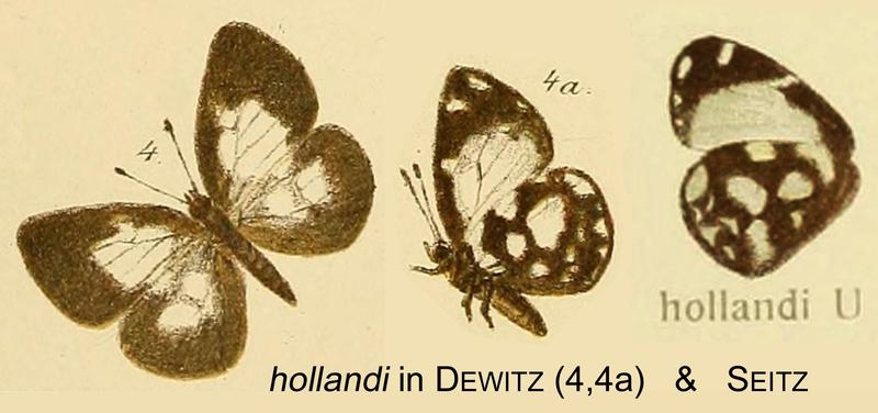 HollandiDewitzSeitz
