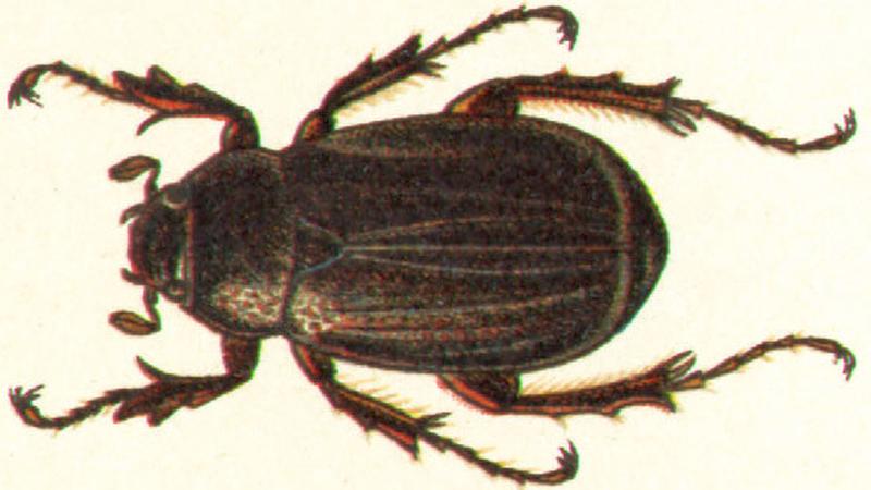 Holotrichia diomphalia Georgiy Jacobson - Beetles Russia and Western Europe - plate 34