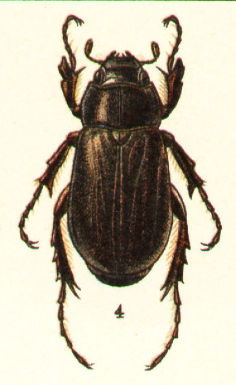 Holotrichia parallela (Georgiy Jacobson - Beetles Russia and Western Europe - plate 34) (cropped)