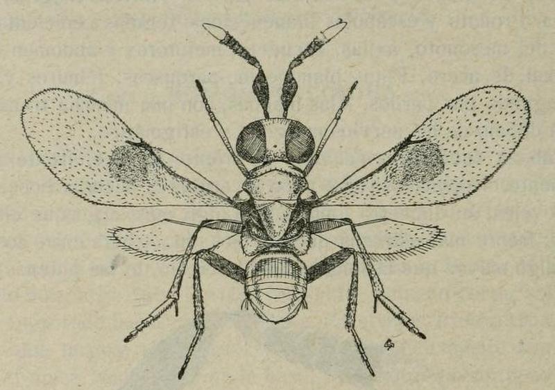 Homalotyloidea dahlbomii, female