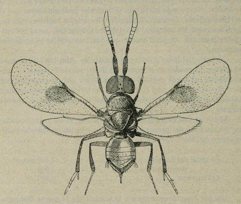 Homalotyloidea erginus Mercet 1921