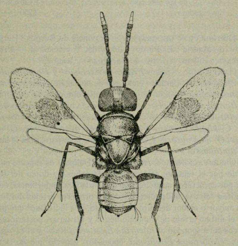 Homalotylus flaminius, female, Spain