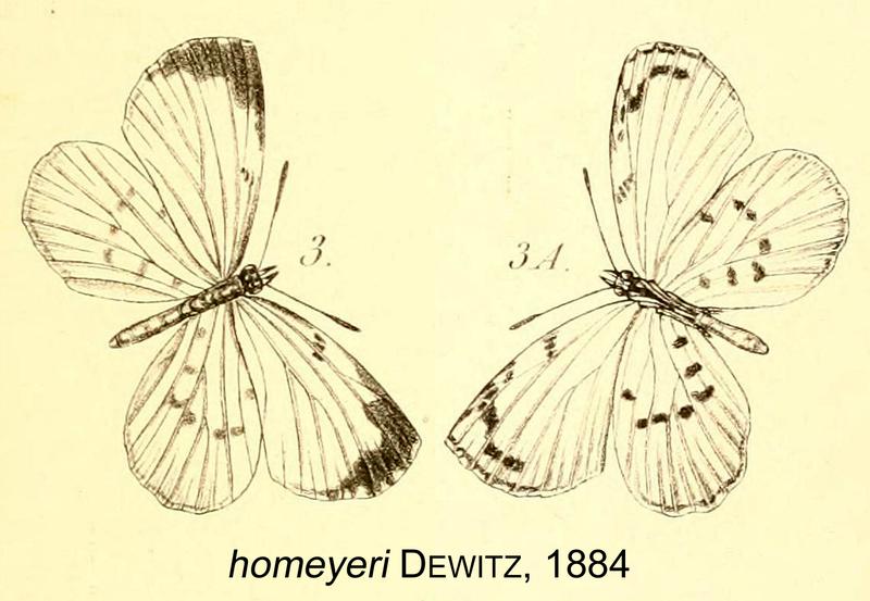 Liptena homeyeri from original description