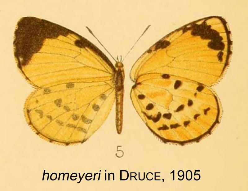 Homeyeri inDruce1905