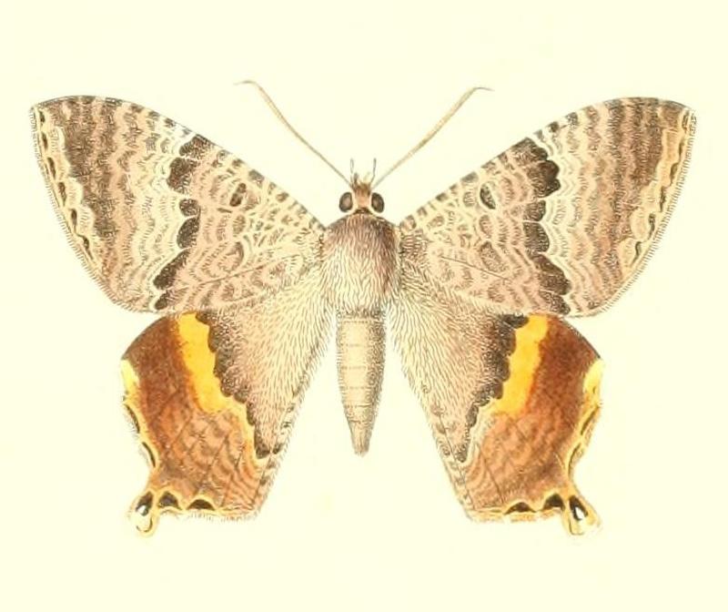 Homidiana echenais