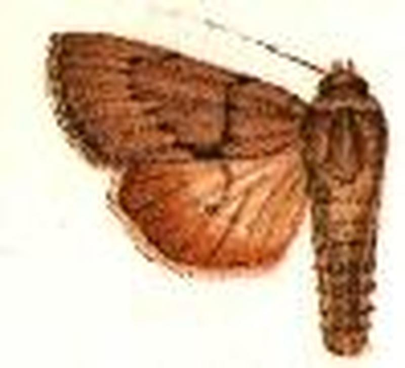 Homohadena incomitata