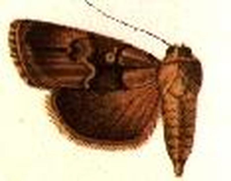 Homohadena retroversa