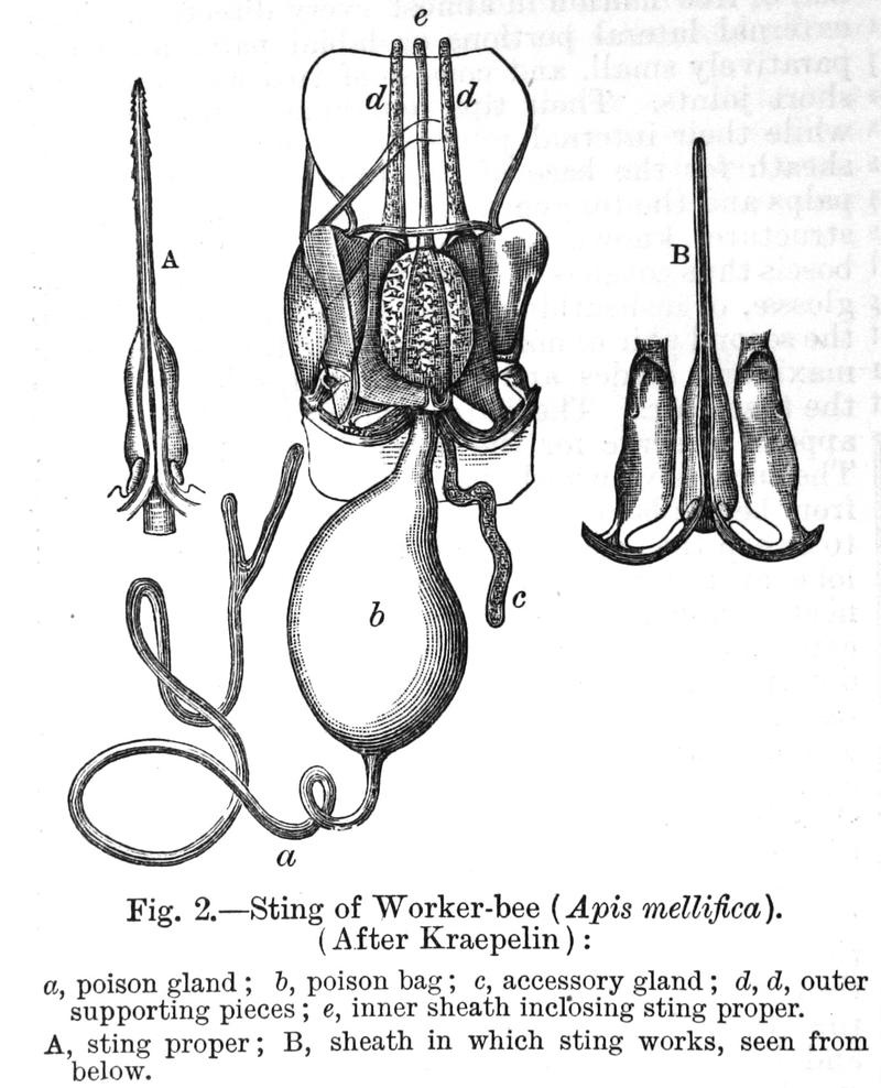 Honeybee sting00