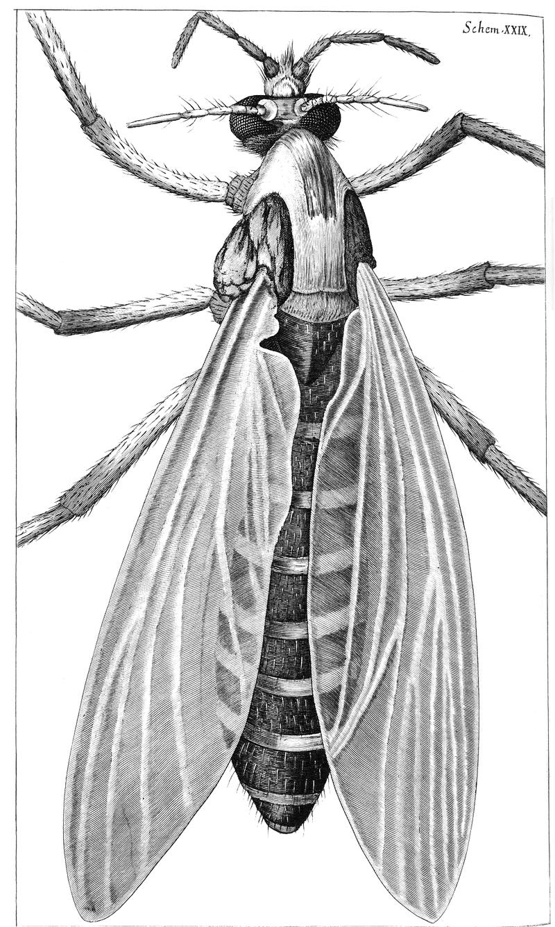 MICROGRAPHIA or some physiological descriptions of minute bodies made by magnifying glasses with observations and inquiries thereupon.