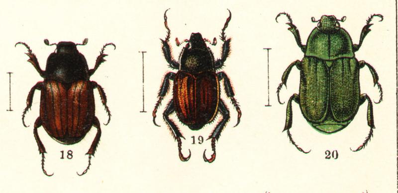 Hoplia (Georgiy Jacobson - Beetles Russia and Western Europe - plate 33) (cropped)