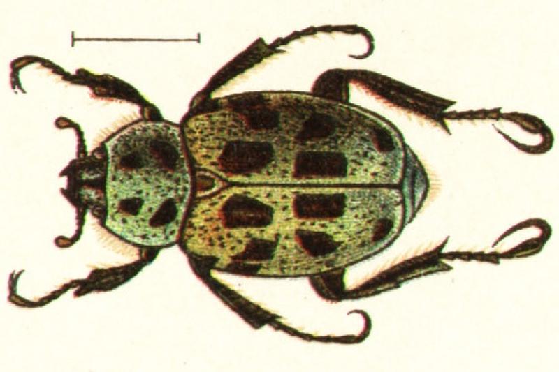Hoplia aureola Georgiy Jacobson - Beetles Russia and Western Europe - plate 34