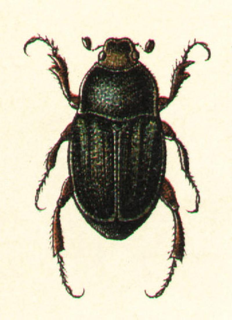 Hoplia graminicola