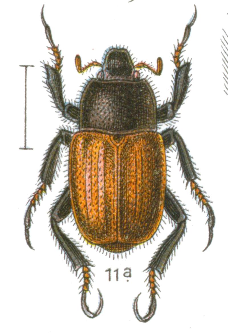 Hoplia practicola Reitter-1908 table74 (cropped)