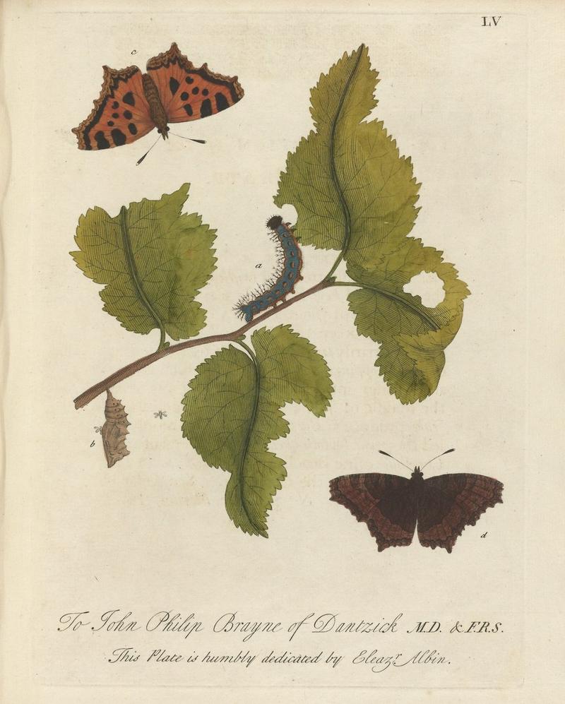 Houghton Typ 705.20.132 (A) - Natural history of English insects, LV