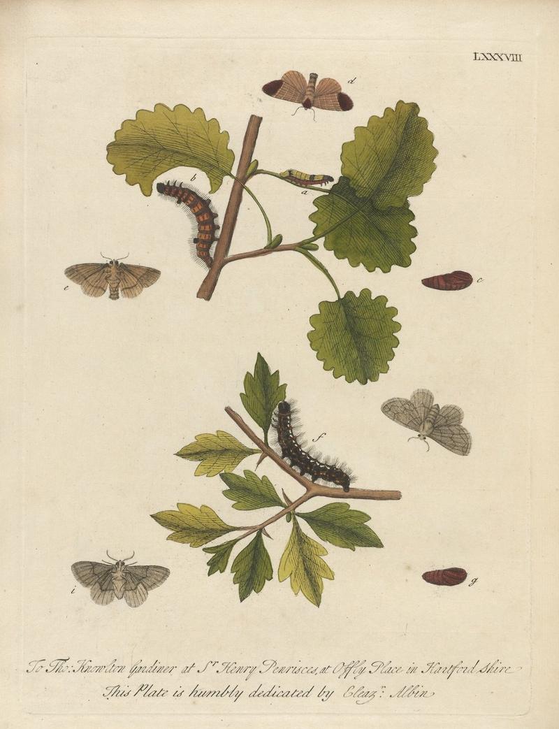 Houghton Typ 705.20.132 (A) - Natural history of English insects, LXXXVIII