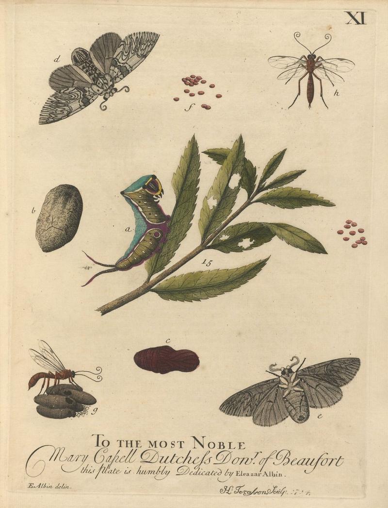 Houghton Typ 705.20.132 (A) - Natural history of English insects, XI