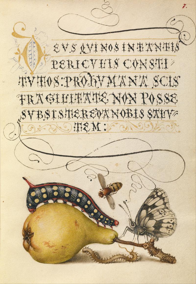 Fly, Caterpillar, Pear, and Centipede title QS:P1476,en:"Fly, Caterpillar, Pear, and Centipede" label QS:Len,"Fly, Caterpillar, Pear, and Centipede"